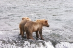 Alaska Katmai  113  1204