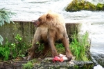 Alaska Katmai  133  1226