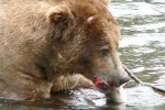 Alaska Katmai  19 1290