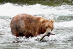 Alaska Katmai  93  1410