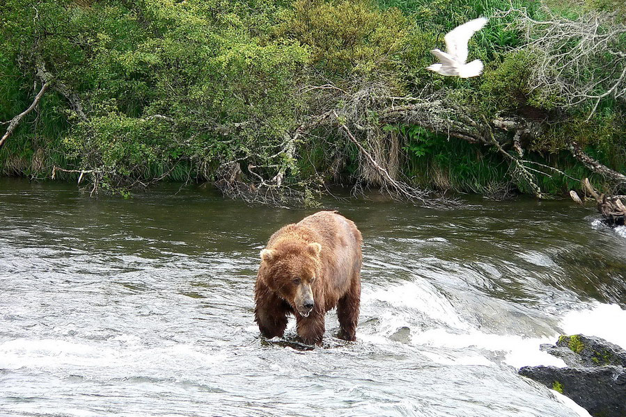 Alaska Katmai (84)